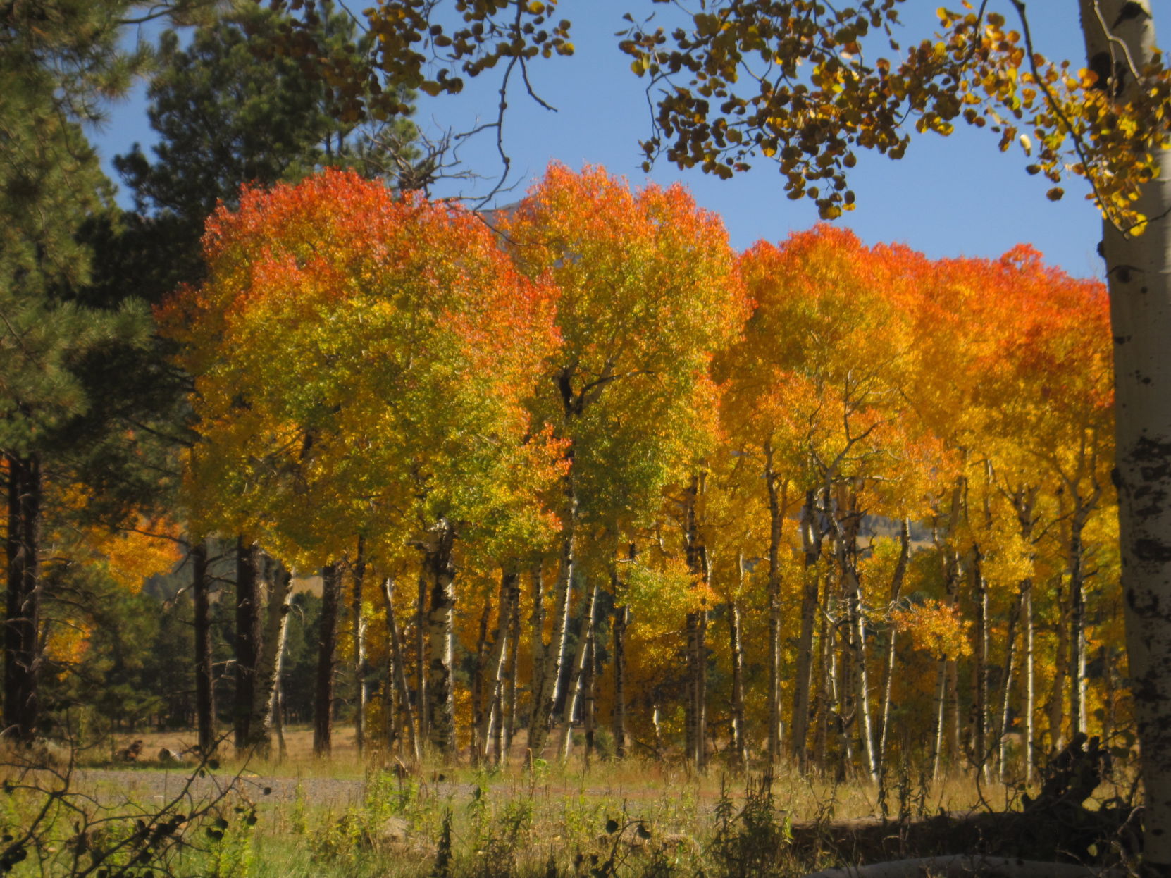 Forest Road